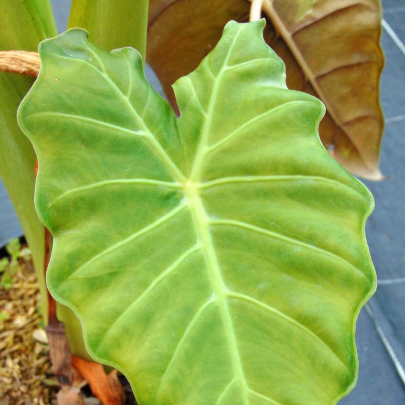Alocasia Mayan mask - Pfeilblatt (Foliage)