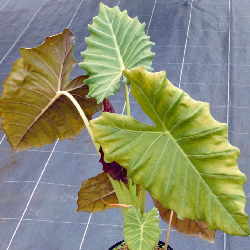 Alocasia Mayan mask - Pfeilblatt (Plant habit)