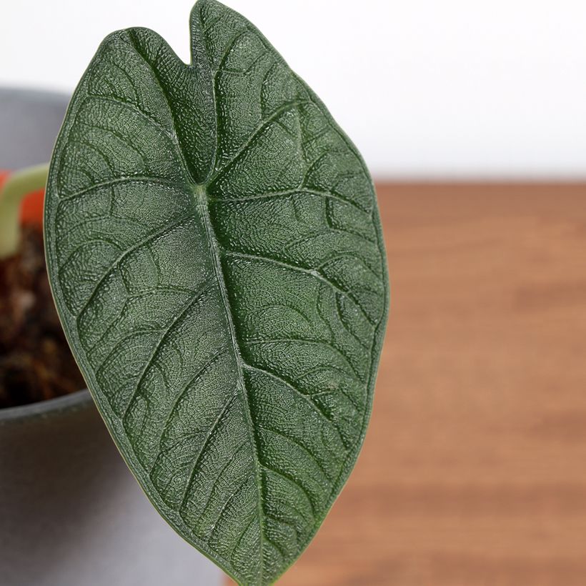 Alocasia melo - Pfeilblatt (Foliage)
