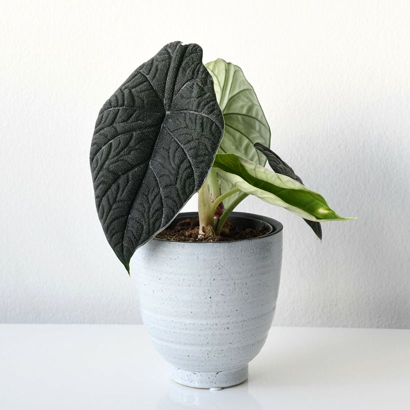 Alocasia melo - Pfeilblatt (Plant habit)