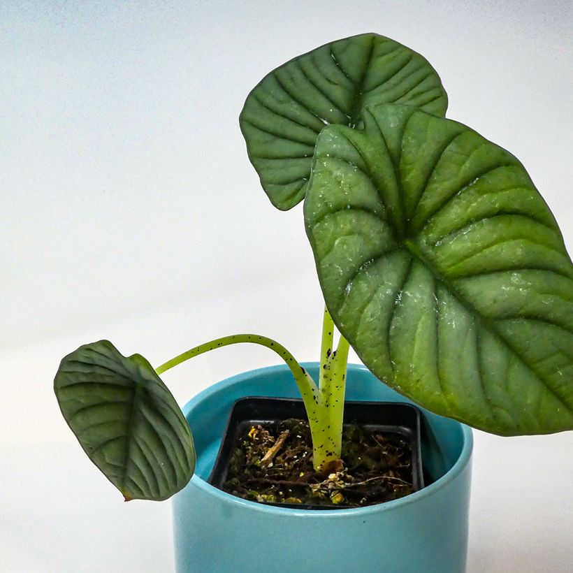 Alocasia nebula - Pfeilblatt (Foliage)