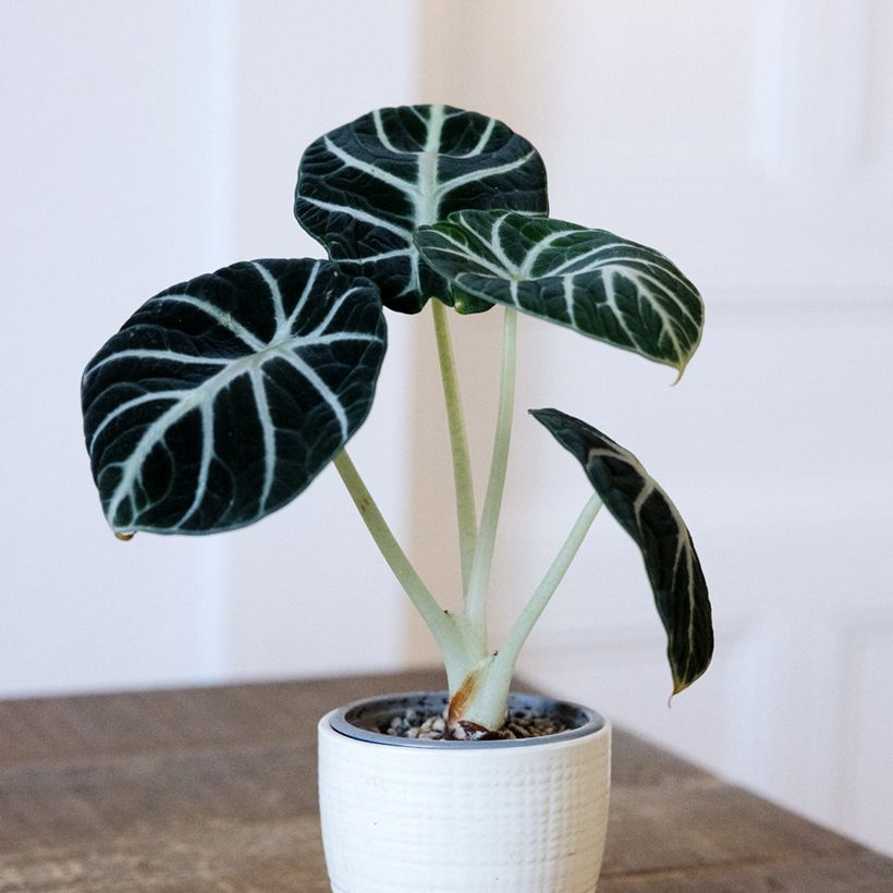 Alocasia Ninja - Pfeilblatt (Plant habit)