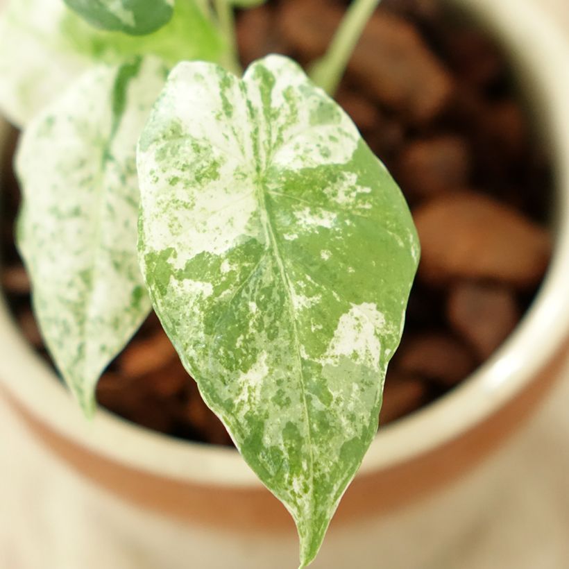 Alocasia odora Batik - Pfeilblatt (Foliage)