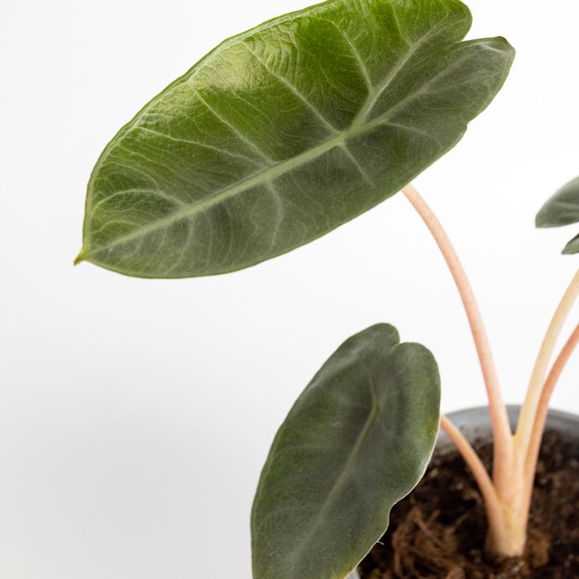 Alocasia Pink Dragon - Pfeilblatt (Foliage)