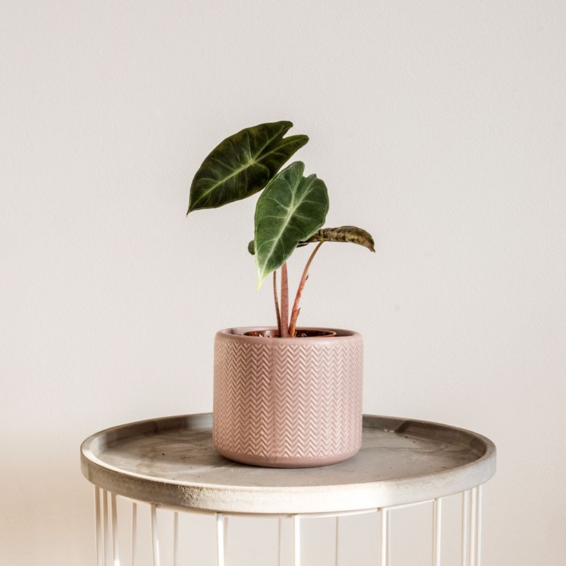 Alocasia Pink Dragon - Pfeilblatt (Plant habit)