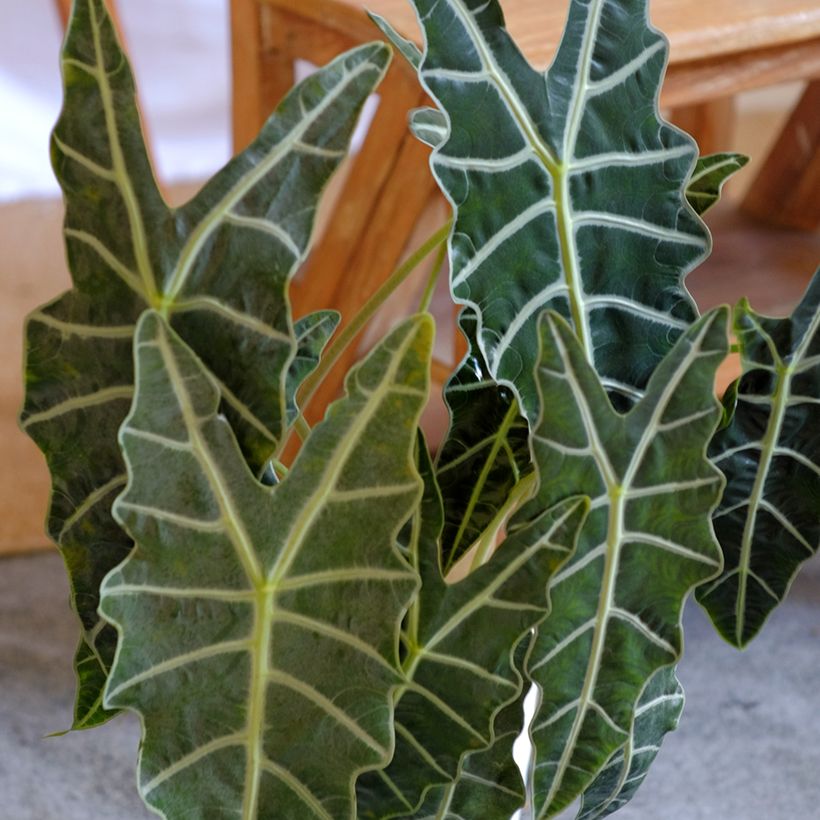 Alocasia Polly - Pfeilblatt (Foliage)