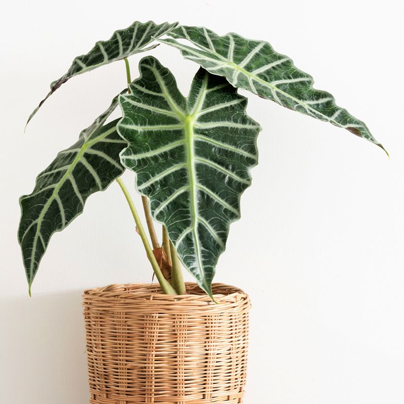 Alocasia Polly - Pfeilblatt (Plant habit)