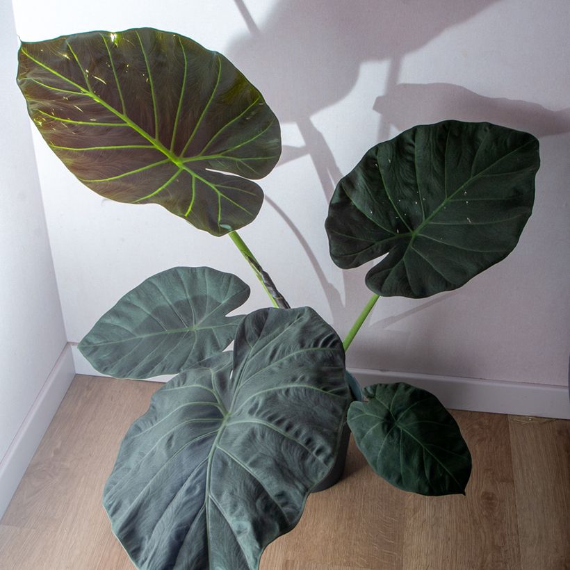 Alocasia Regal Shields - Pfeilblatt (Plant habit)