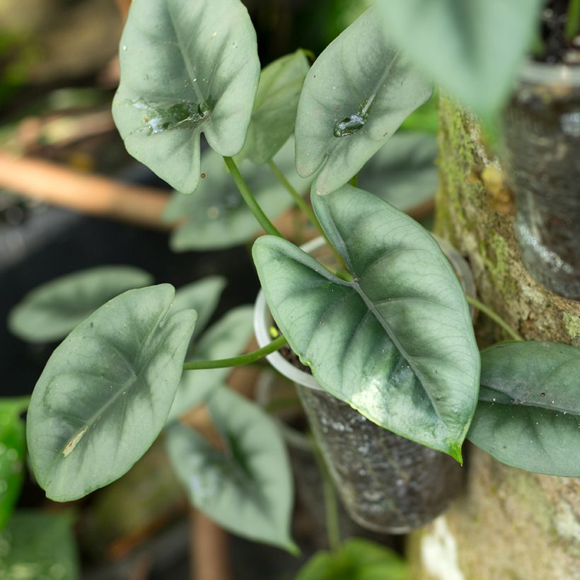 Alocasia reversa - Pfeilblatt (Foliage)
