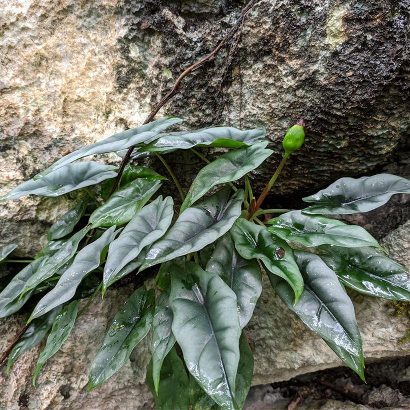 Alocasia reversa - Pfeilblatt (Plant habit)
