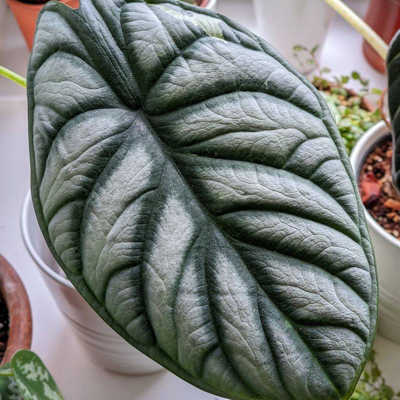 Alocasia Silver Dragon - Pfeilblatt (Foliage)