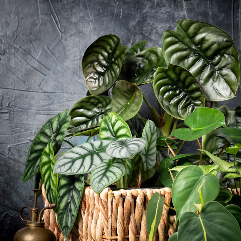 Alocasia Silver Dragon - Pfeilblatt (Plant habit)