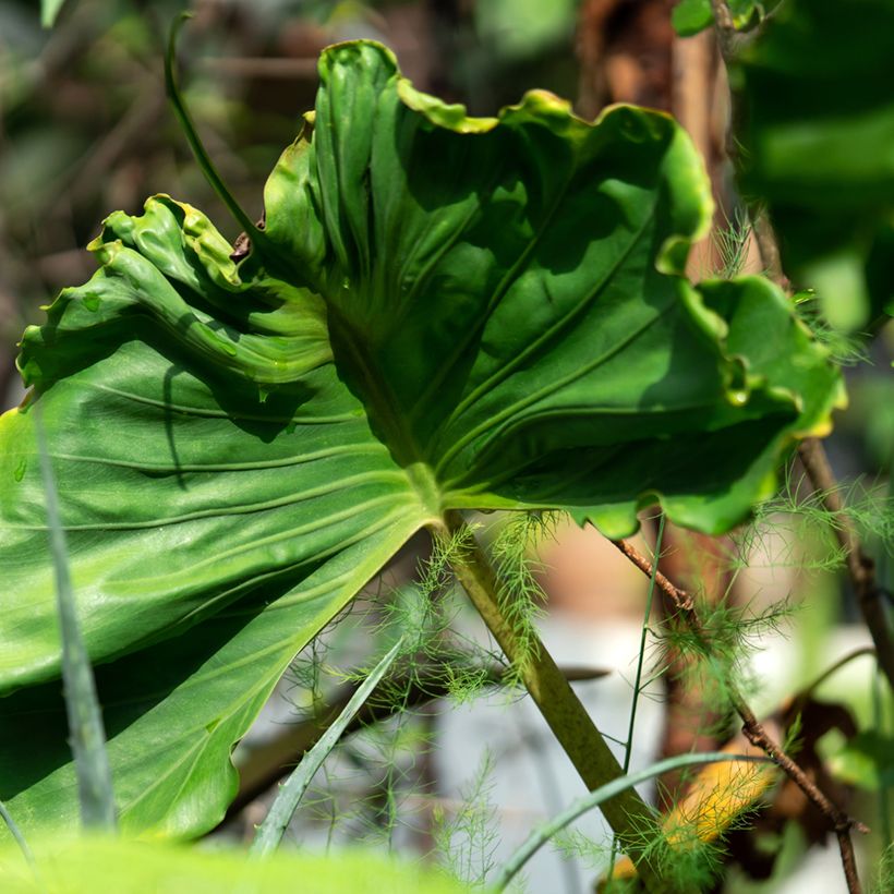 Alocasia Stingray - Pfeilblatt (Foliage)