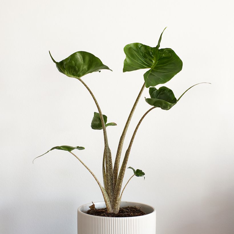 Alocasia Stingray - Pfeilblatt (Plant habit)