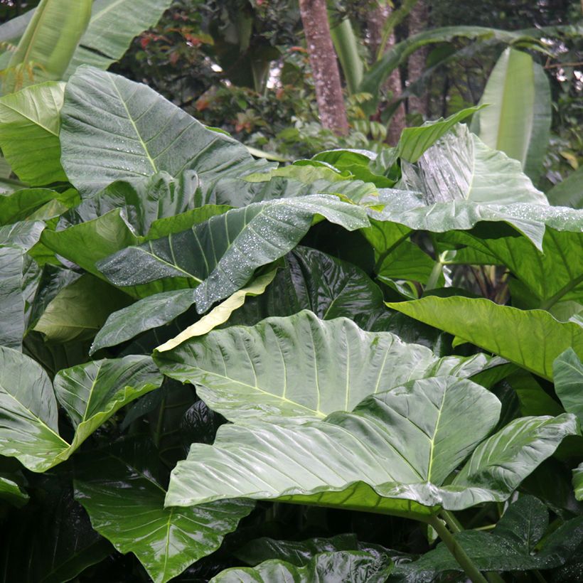 Alocasia Sumo - Pfeilblatt (Foliage)
