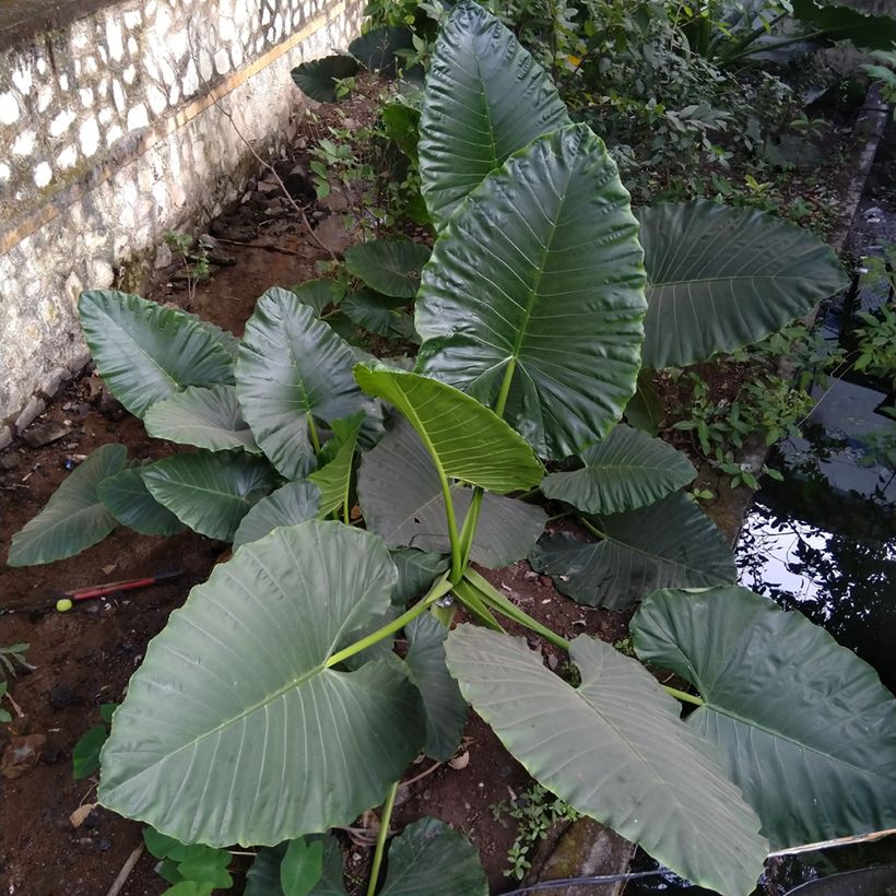 Alocasia Sumo - Pfeilblatt (Plant habit)