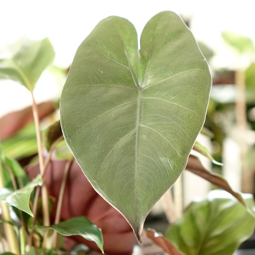 Alocasia Yucatan Princess - Pfeilblatt (Foliage)