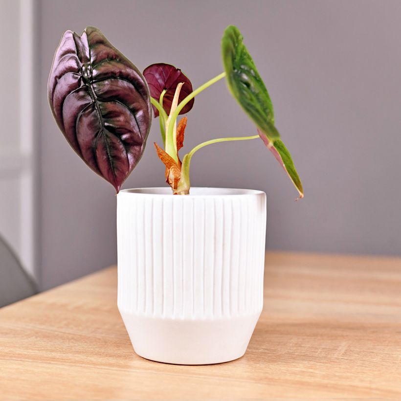 Alocasia azlanii - Pfeilblatt (Plant habit)