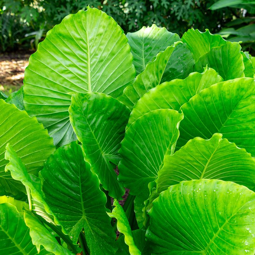 Alocasia California - Pfeilblatt (Foliage)
