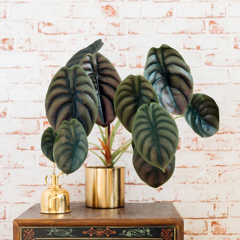 Alocasia cuprea Red - Pfeilblatt (Plant habit)