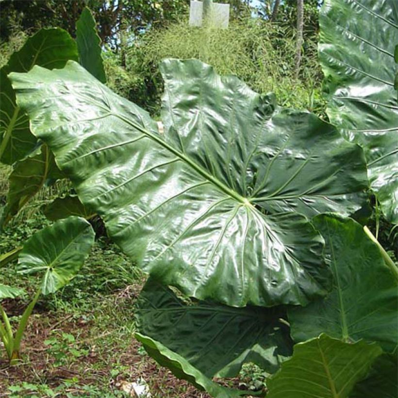 Alocasia macrorrhizos - Pfeilblatt (Foliage)