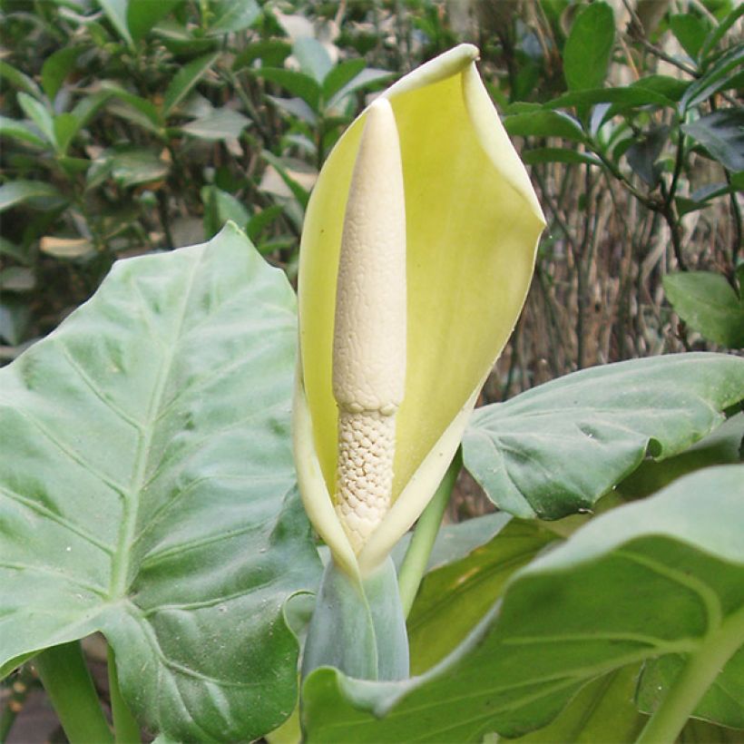 Alocasia macrorrhizos - Pfeilblatt (Flowering)
