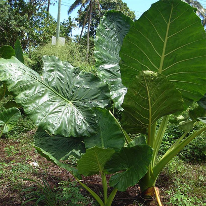 Alocasia macrorrhizos - Pfeilblatt (Plant habit)