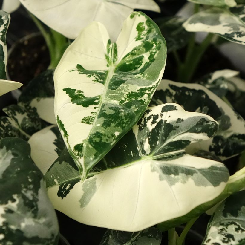 Alocasia Frydek Variegata - Pfeilblatt (Laub)