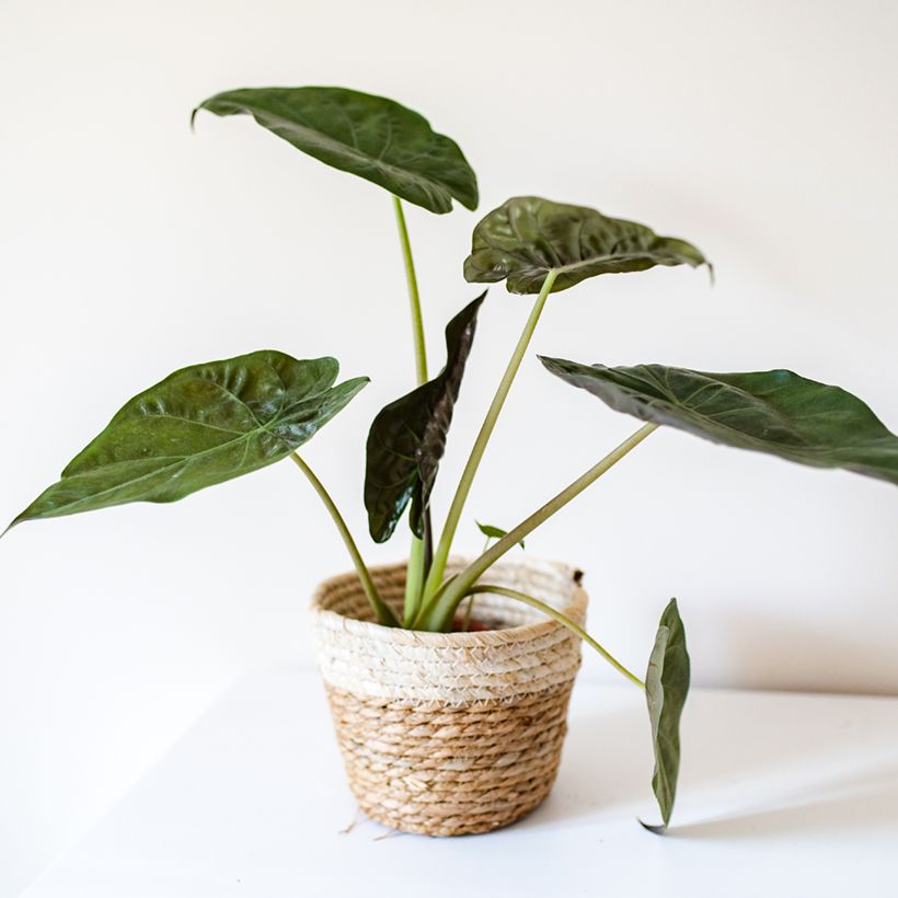 Alocasia wentii - Pfeilblatt (Plant habit)