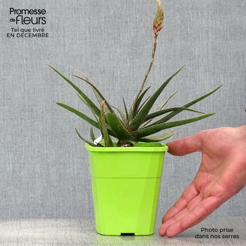 Example of Aloe Safari Sunrise Topf mit 1L/1,5L as you get in hiver