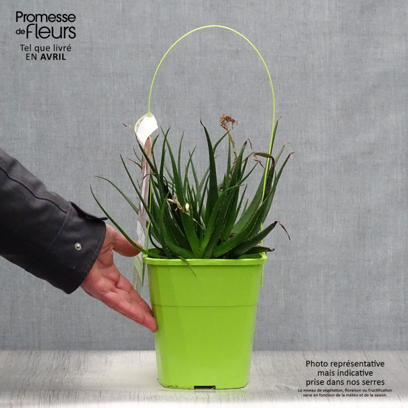 Exemplar von Aloe Safari Sunrise Topf mit 3L/4L wie im Frühjahr geliefert