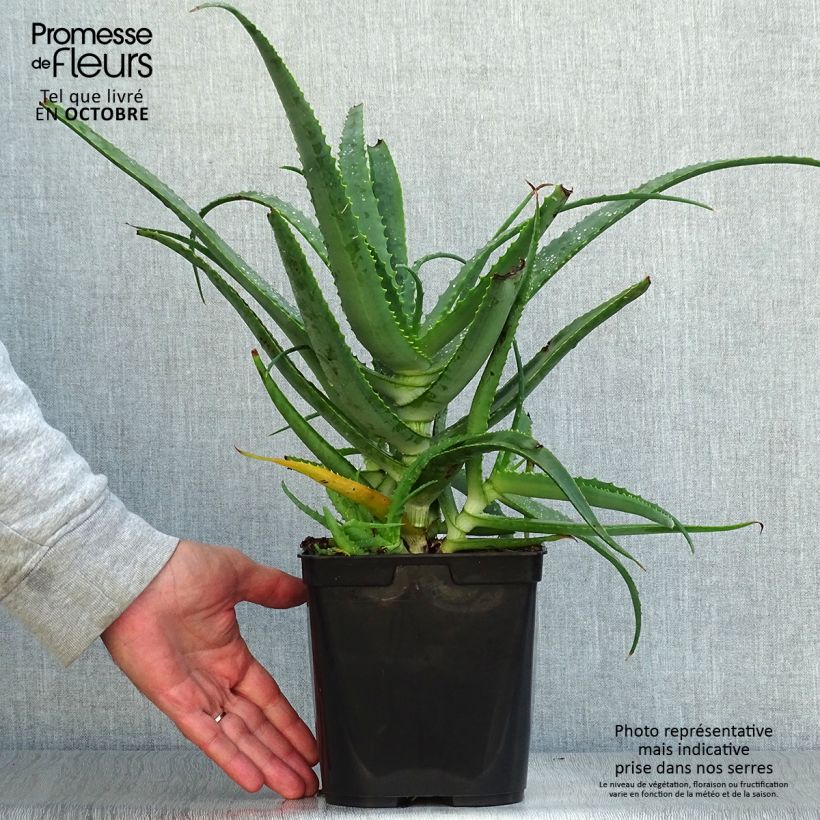Example of Aloe arborescens - Brand-Aloe Topf mit 2L/3L as you get in automne