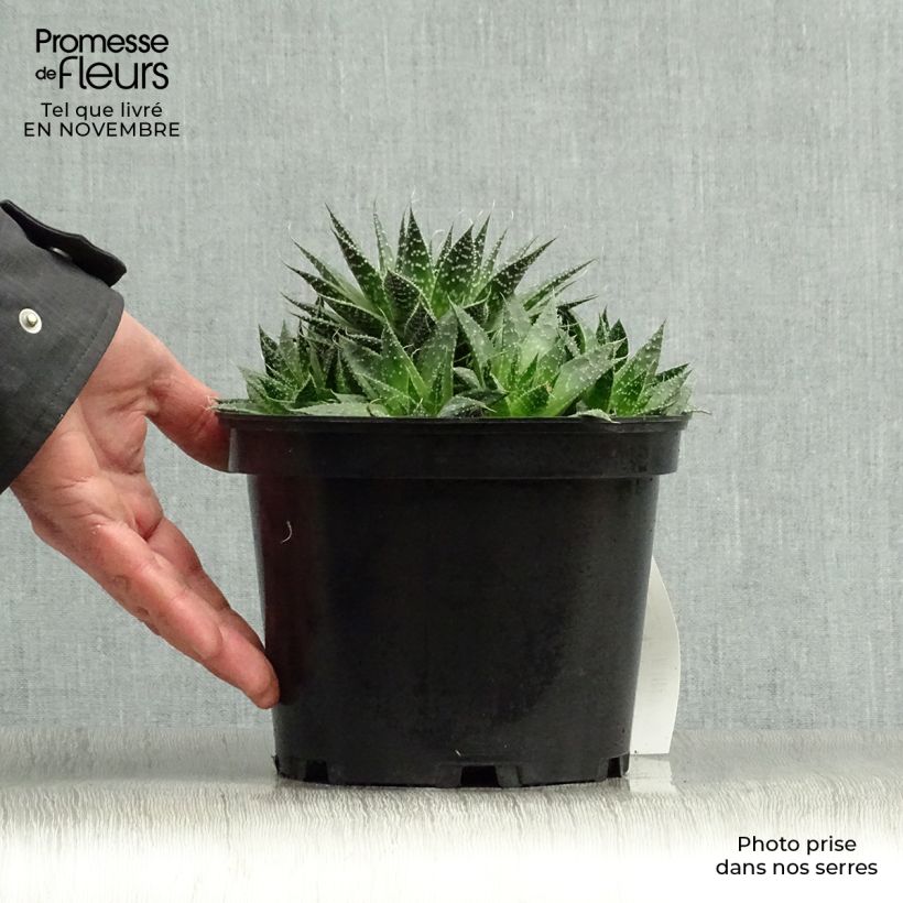 Example of Aloe aristata Topf mit 2L/3L as you get in automne