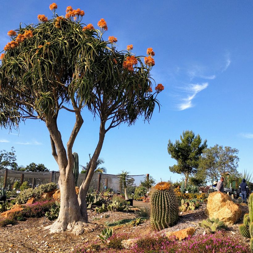 Aloe barberae - Baumaloe (Plant habit)