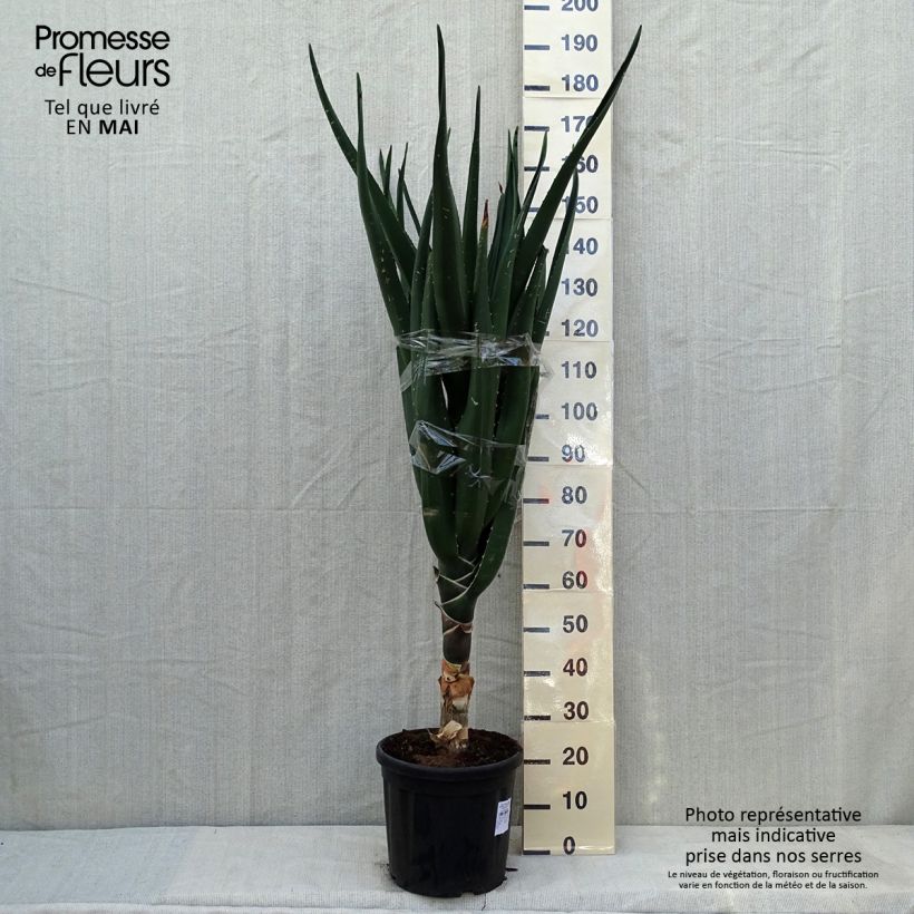 Example of Aloe barberae - Baumaloe Topf mit 7,5L/10L as you get in automne