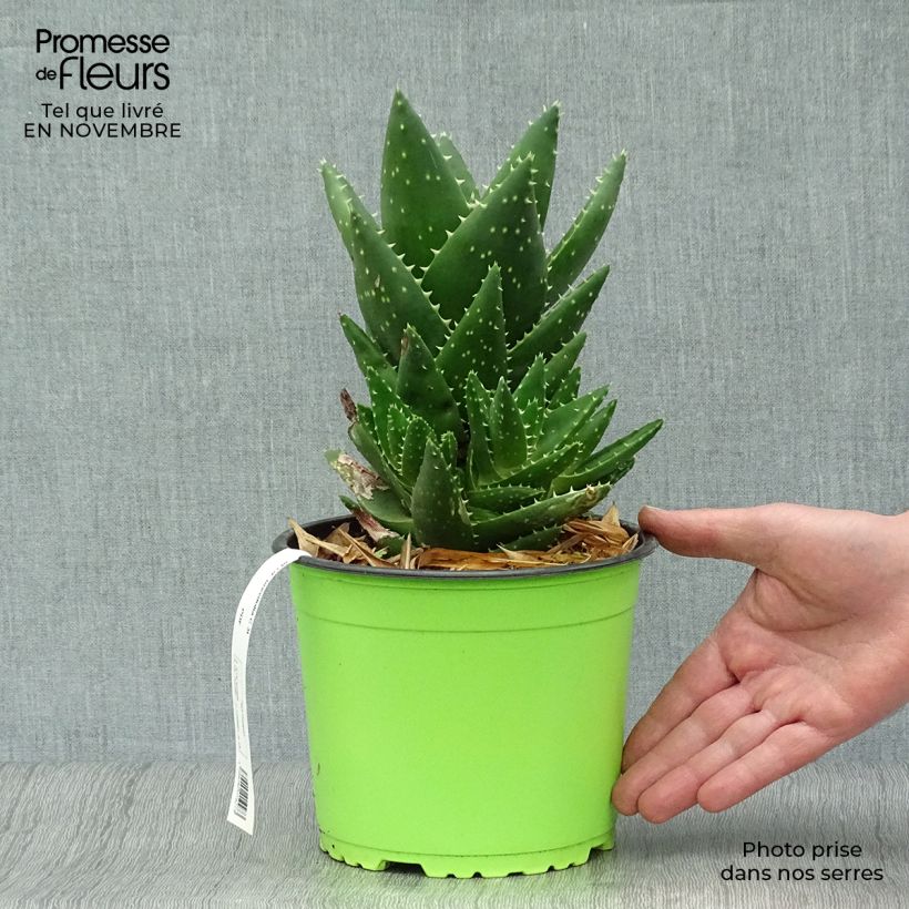Example of Aloe brevifolia - Kurzblättrige Aloe Topf mit 2L/3L as you get in automne