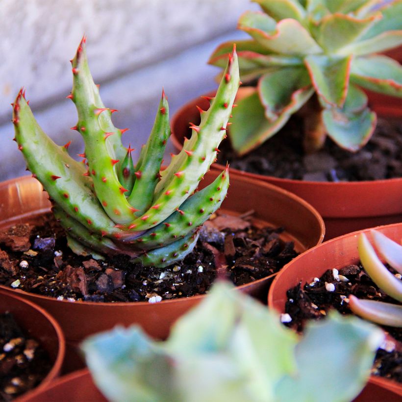 Aloe conifera Twirl - Aloe (Hafen)