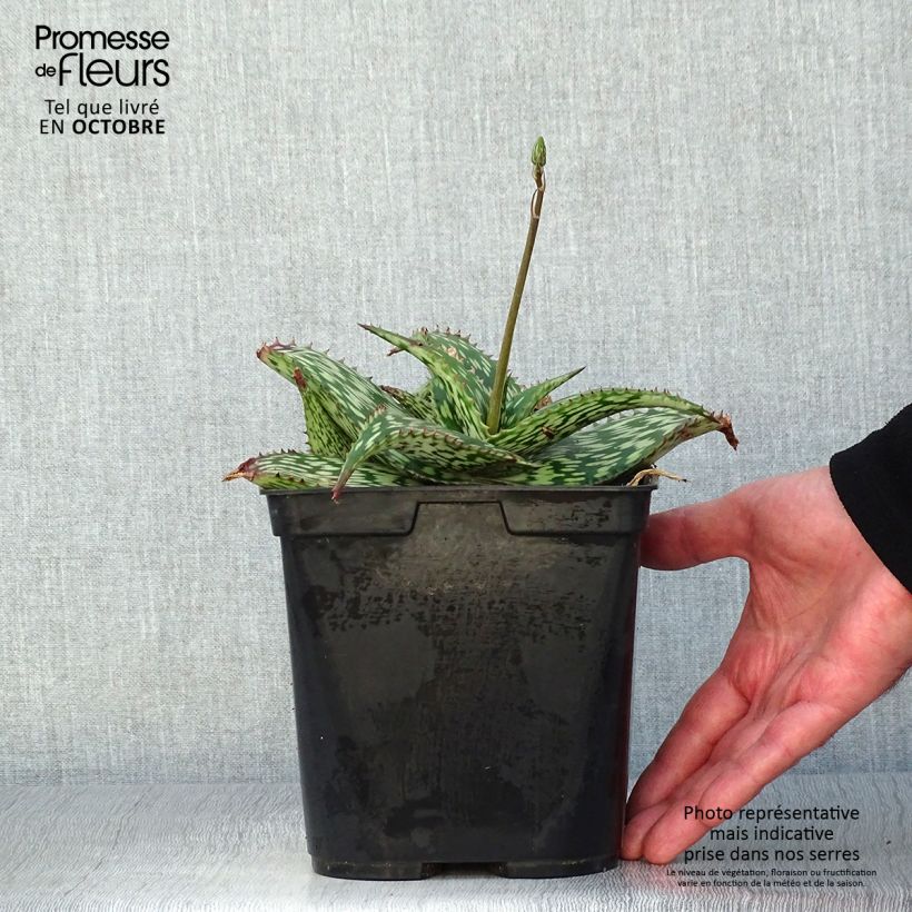 Example of Aloe harlana Topf mit 3L/4L as you get in automne