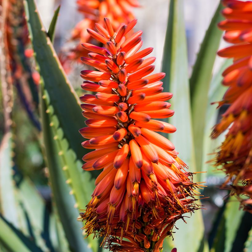 Aloe marlothii (Blüte)
