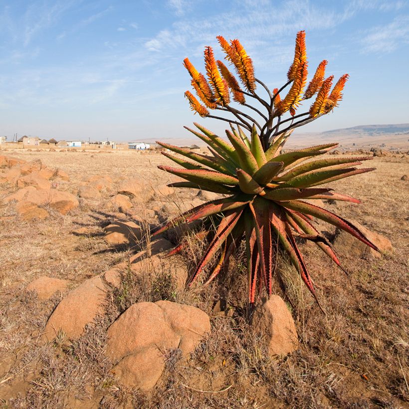 Aloe marlothii (Hafen)