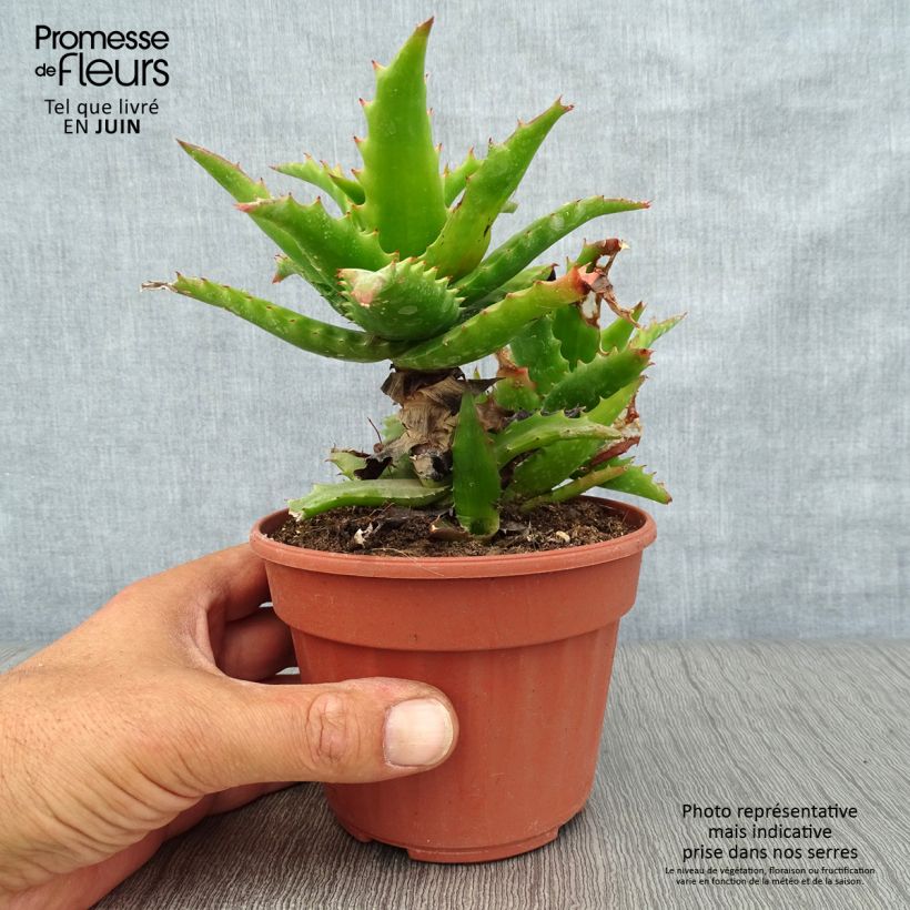 Example of Aloe morogoroensis Topf 12 cm / 13 cm as you get in ete