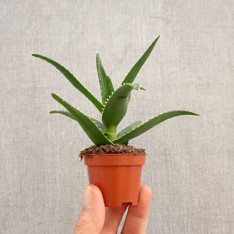 Exemplar von Aloe perfoliata - Schuttaloe Mini-Pflanze wie im Frühjahr geliefert
