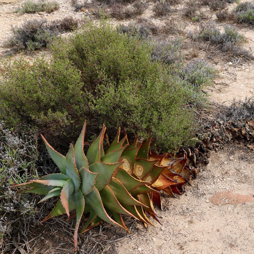 Aloe perfoliata - Schuttaloe (Hafen)