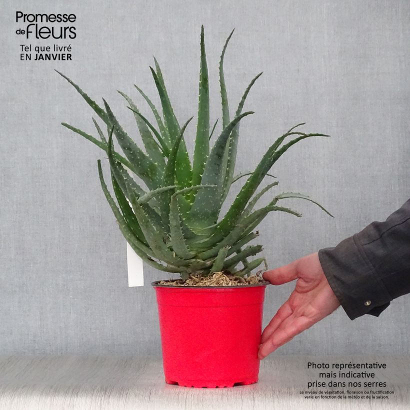 Exemplar von Aloe spinosissima Topf mit 2L/3L wie im Winter geliefert