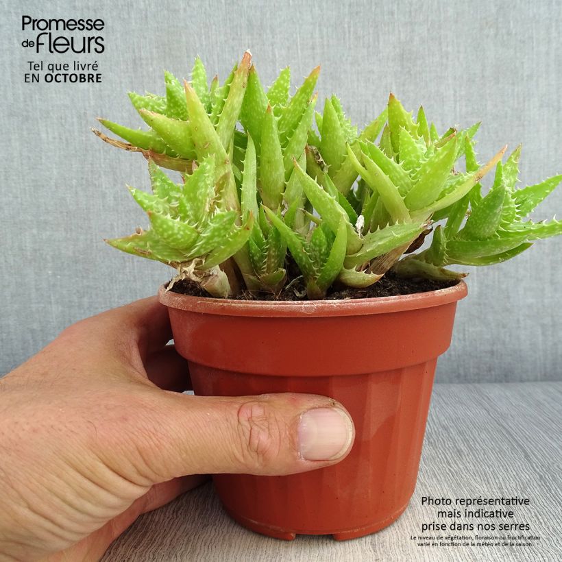 Example of Aloe squarrosa Topf 12 cm / 13 cm as you get in automne
