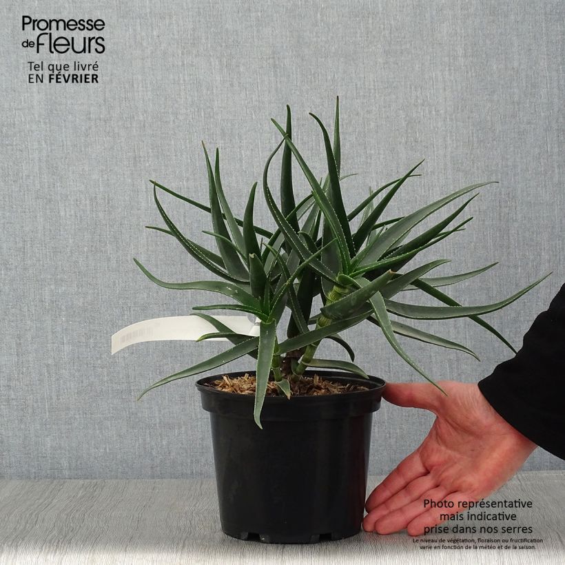 Exemplar von Aloe striatula ArticJungle Kleine Töpfe von 8/9 cm wie im Winter geliefert