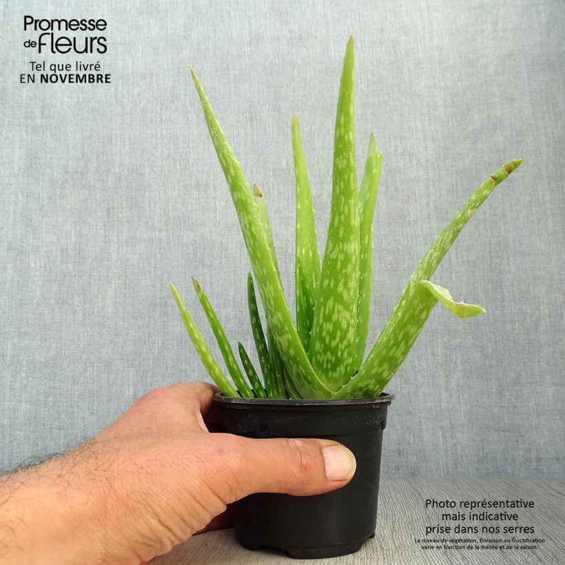 Example of Aloe vera - Echte Aloe Kleine Töpfe von 7/8 cm as you get in automne