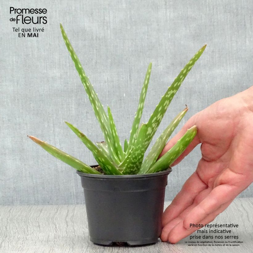 Exemplar von Aloe vera - Echte Aloe Kleine Töpfe von 7/8 cm wie im Frühjahr geliefert