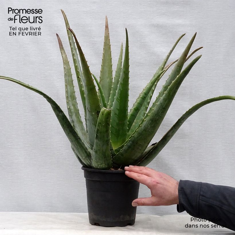 Exemplar von Aloe vera - Echte Aloe Topf mit 2L/3L wie im Winter geliefert