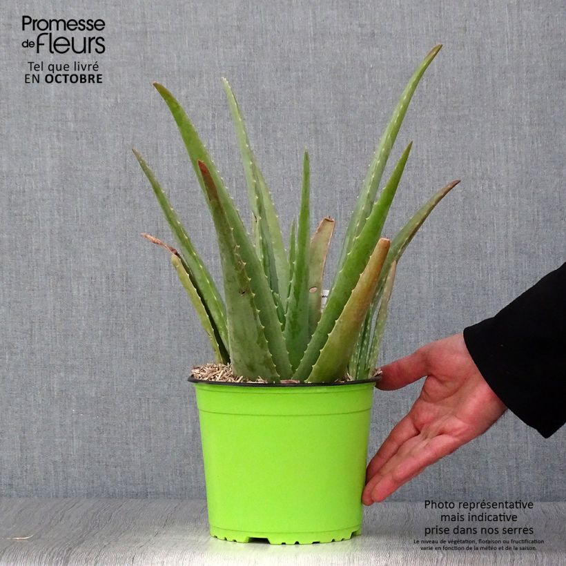 Example of Aloe vera - Echte Aloe Topf mit 2L/3L as you get in automne